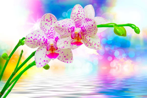 Orchideenblume aus nächster Nähe — Stockfoto