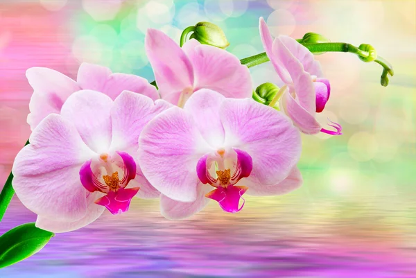 Fiore del Orchid vicino — Foto Stock