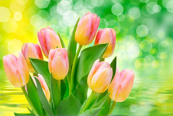 Fleurs de tulipe fermer — Photo