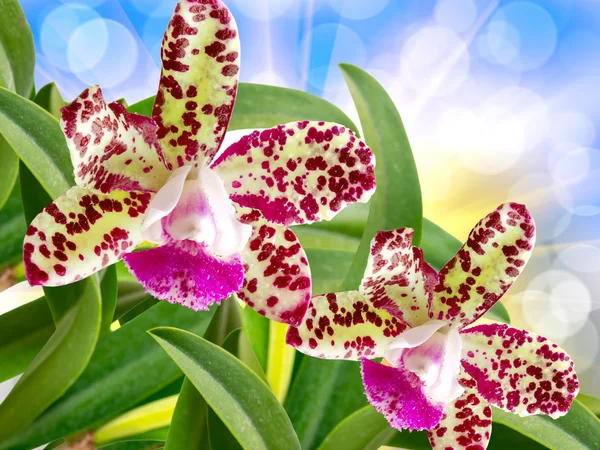 Fiore del Orchid vicino — Foto Stock