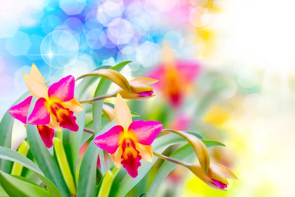 Flor de orquídea perto — Fotografia de Stock