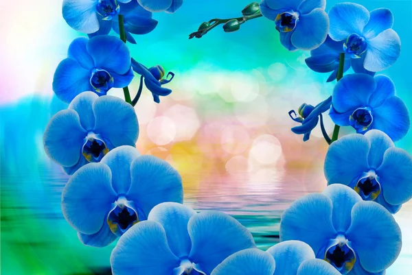 Flor de orquídea de cerca — Foto de Stock