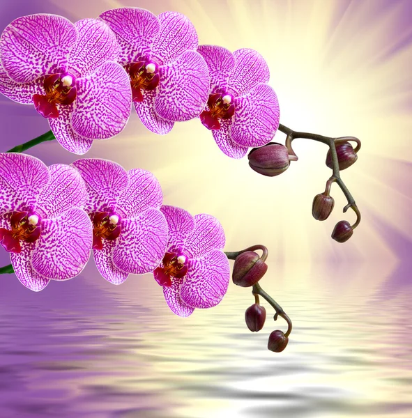 Orchid flower close up — Stock Photo, Image