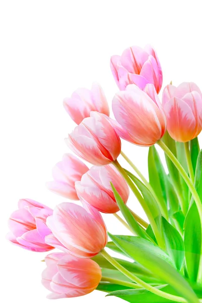 Tulip flowers isolated on white — Stock Photo, Image