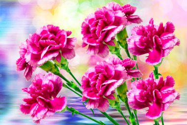 Karanfil çiçek yakın çekim