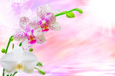 Orkide çiçek yakın çekim
