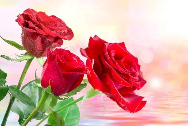 Flor de rosa perto — Fotografia de Stock