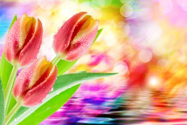 Lale çiçek yakın çekim