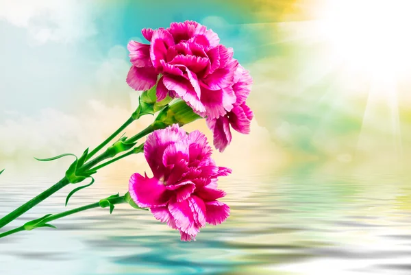 カーネーションの花をクローズ アップ — ストック写真