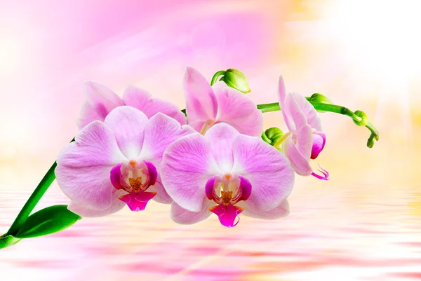 Orchid flower close up — Stock Photo, Image