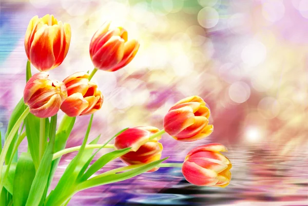 Tulpenblüten aus nächster Nähe — Stockfoto