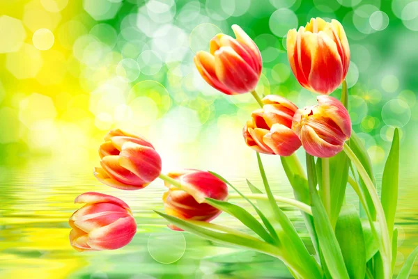 Tulipa flores fechar — Fotografia de Stock