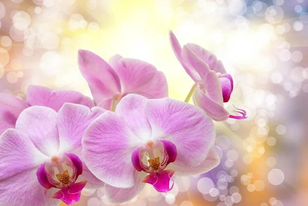 Fiore del Orchid — Foto Stock