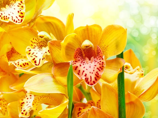蘭の花 — ストック写真