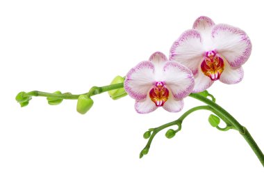 orchid flower clipart