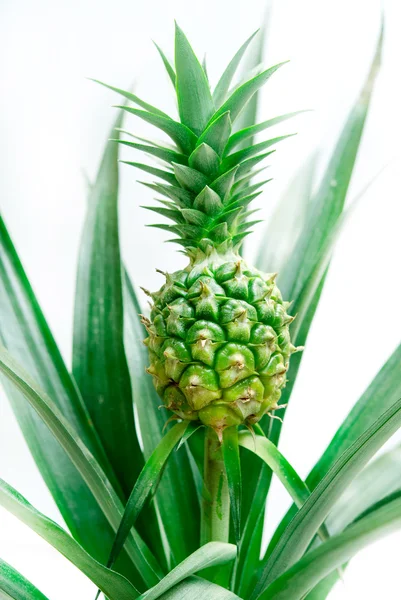 Pineapple — Stock Photo, Image