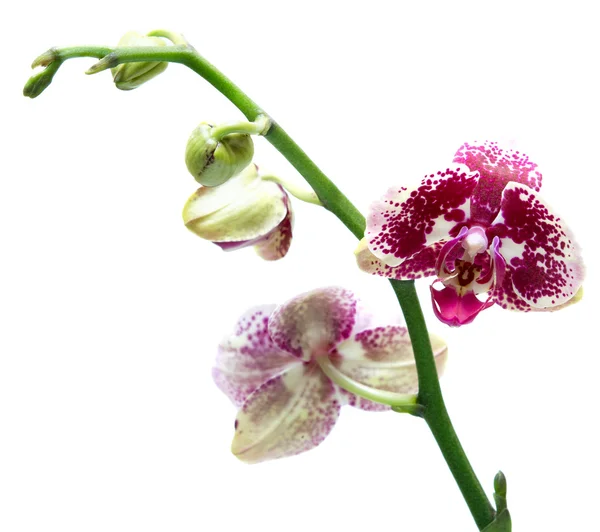 Orchideebloem — Stockfoto