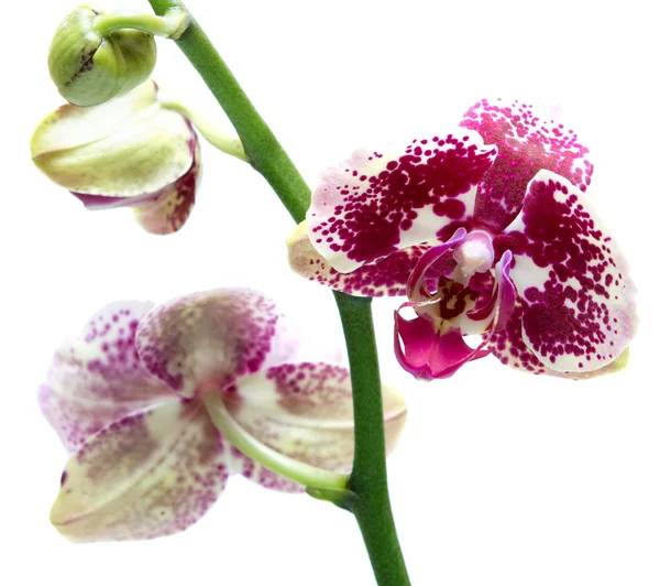 Orchideebloem — Stockfoto