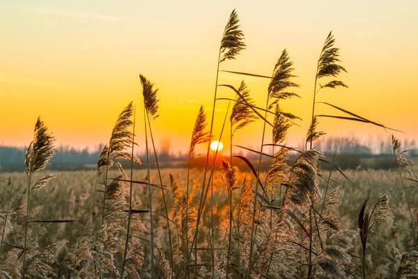 Puesta de sol invierno —  Fotos de Stock