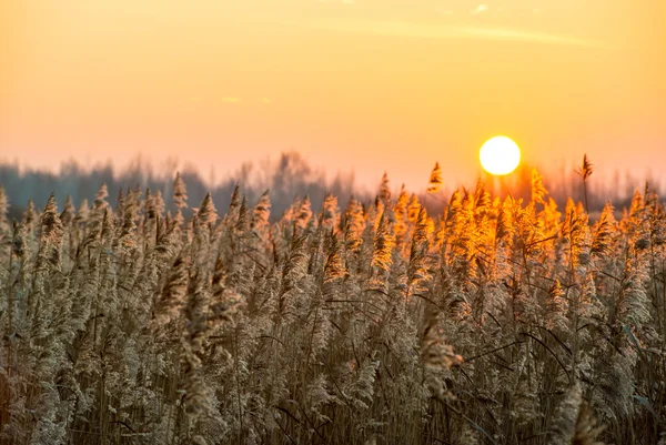 Wintersonnenuntergang — Stockfoto