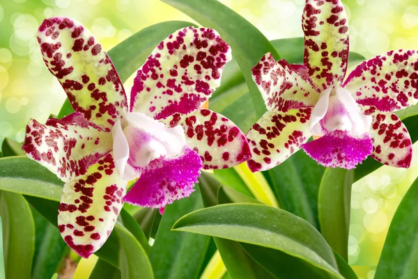 Flor de orquídea —  Fotos de Stock