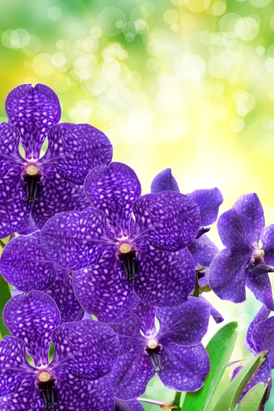 Fiore del Orchid — Foto Stock