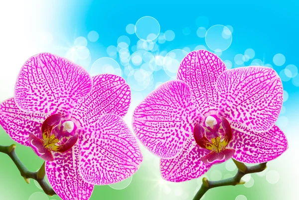 Orchideenblume — Stockfoto