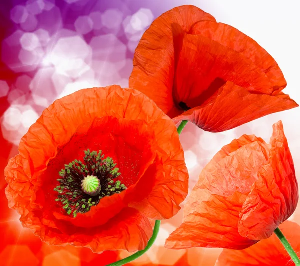 Roter Mohn — Stockfoto