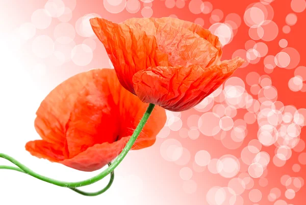 Roter Mohn — Stockfoto