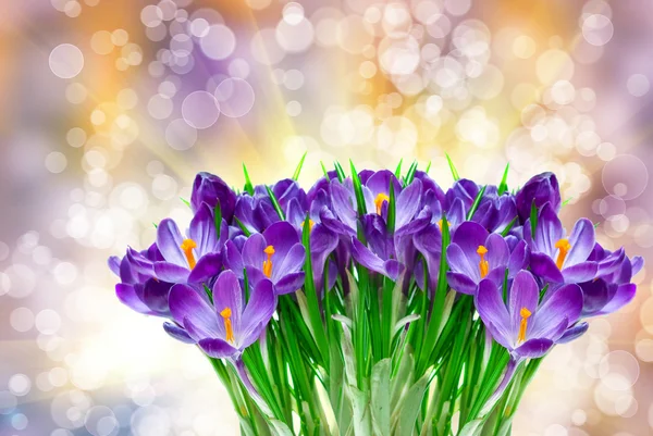 Crocus flower — Stock Photo, Image