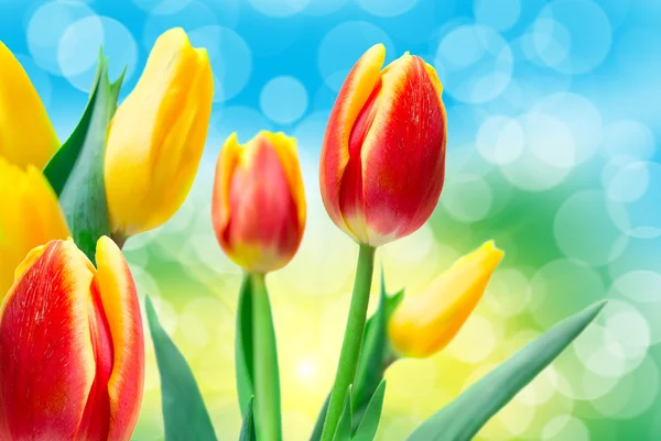 Tulip flowers — Stock Photo, Image