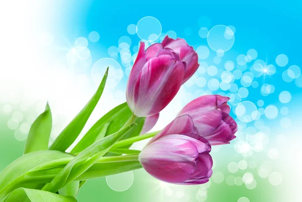 Tulip flowers — Stock Photo, Image