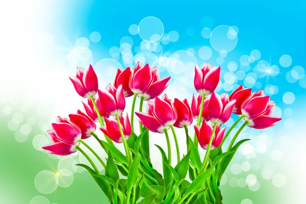 Tulip flowers — Stock Photo, Image