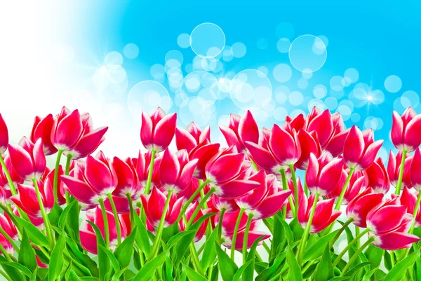 Flores de tulipa — Fotografia de Stock