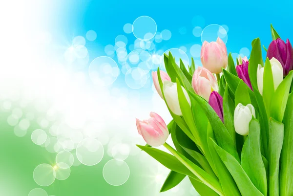 Tulip flowers — Stock Photo, Image