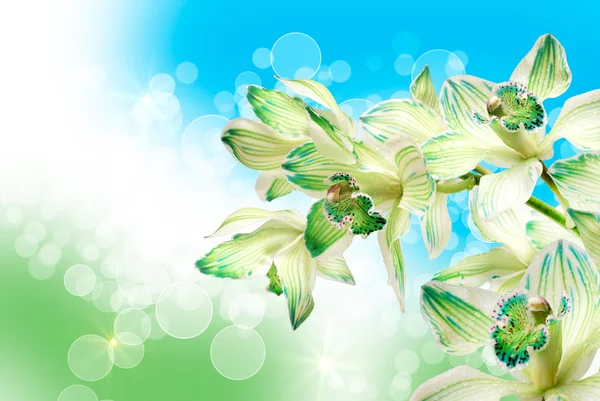 Fiore del Orchid — Foto Stock