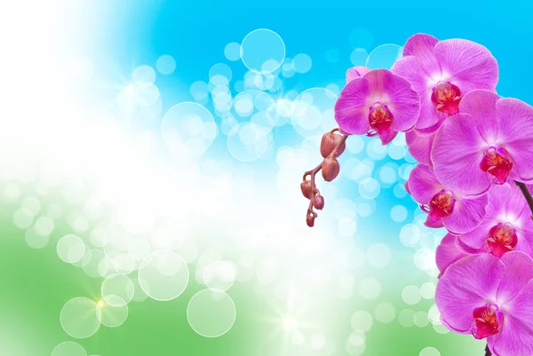 Orchideenblume — Stockfoto