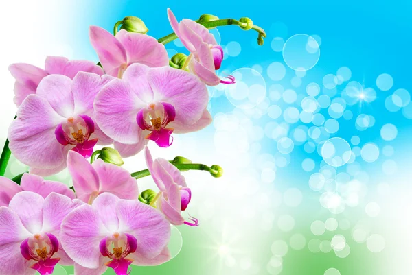 Orchideenblume — Stockfoto