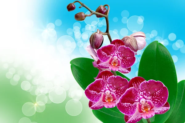 Orchideenblume — Stockfoto