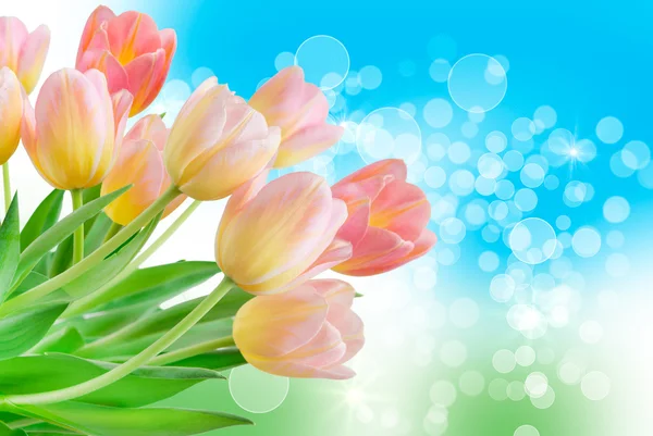 Tulip flowers — Stock Photo, Image