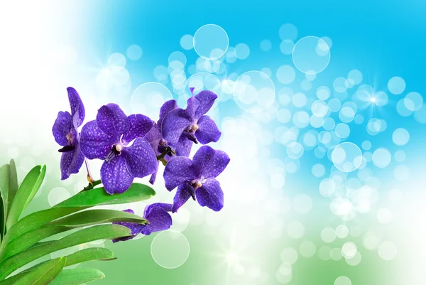 Fiore del Orchid — Foto Stock