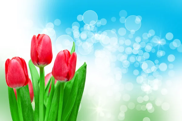 Tulip flowers — Stock Photo, Image