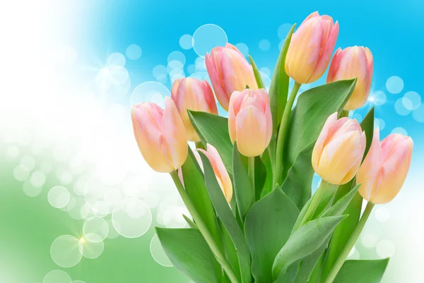 Tulip flowers — Stock Photo, Image