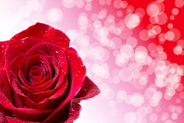 Rose flower — Stock Photo, Image