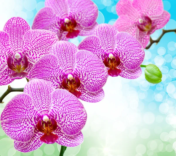 Orchideebloem — Stockfoto