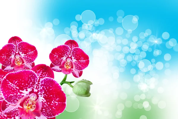 Fiore del Orchid — Foto Stock