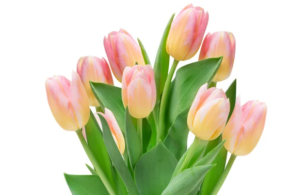 Tulip flowers — Stock Photo, Image