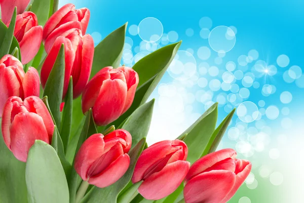 Tulip flowers — Stock Photo, Image