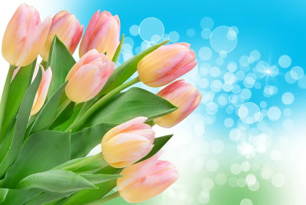 Tulip flowers — Stock Photo, Image