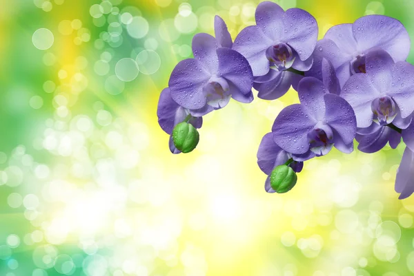 Orchideenblume — Stockfoto